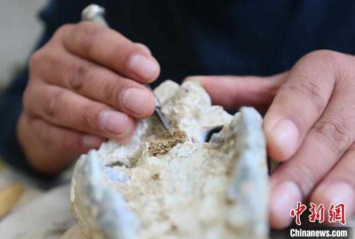 2022年6月,在和政古動物化石博物館內,古生物化石修復師對化石進行修復。(資料圖) 高展 攝 2022年6月,在和政古動物化石博物館內,古生物化石修復師對化石進行修復。(資料圖) 高展 攝