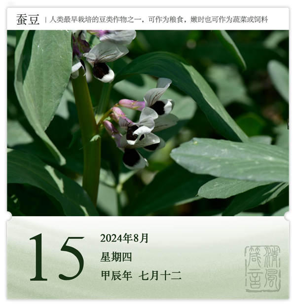 1722581143919376.png 箴歷日歷8-15.png
