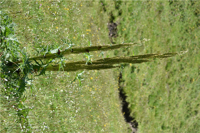 1735620131141161.jpg DSC_0621_副本.jpg